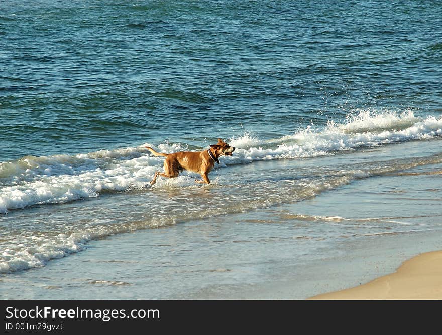 Fawn colored ,dog playing in the sea. Fawn colored ,dog playing in the sea