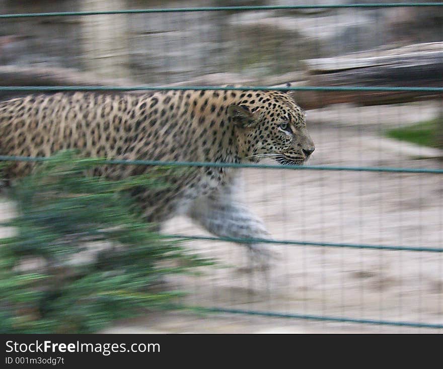 Panther behind bars. Panther behind bars