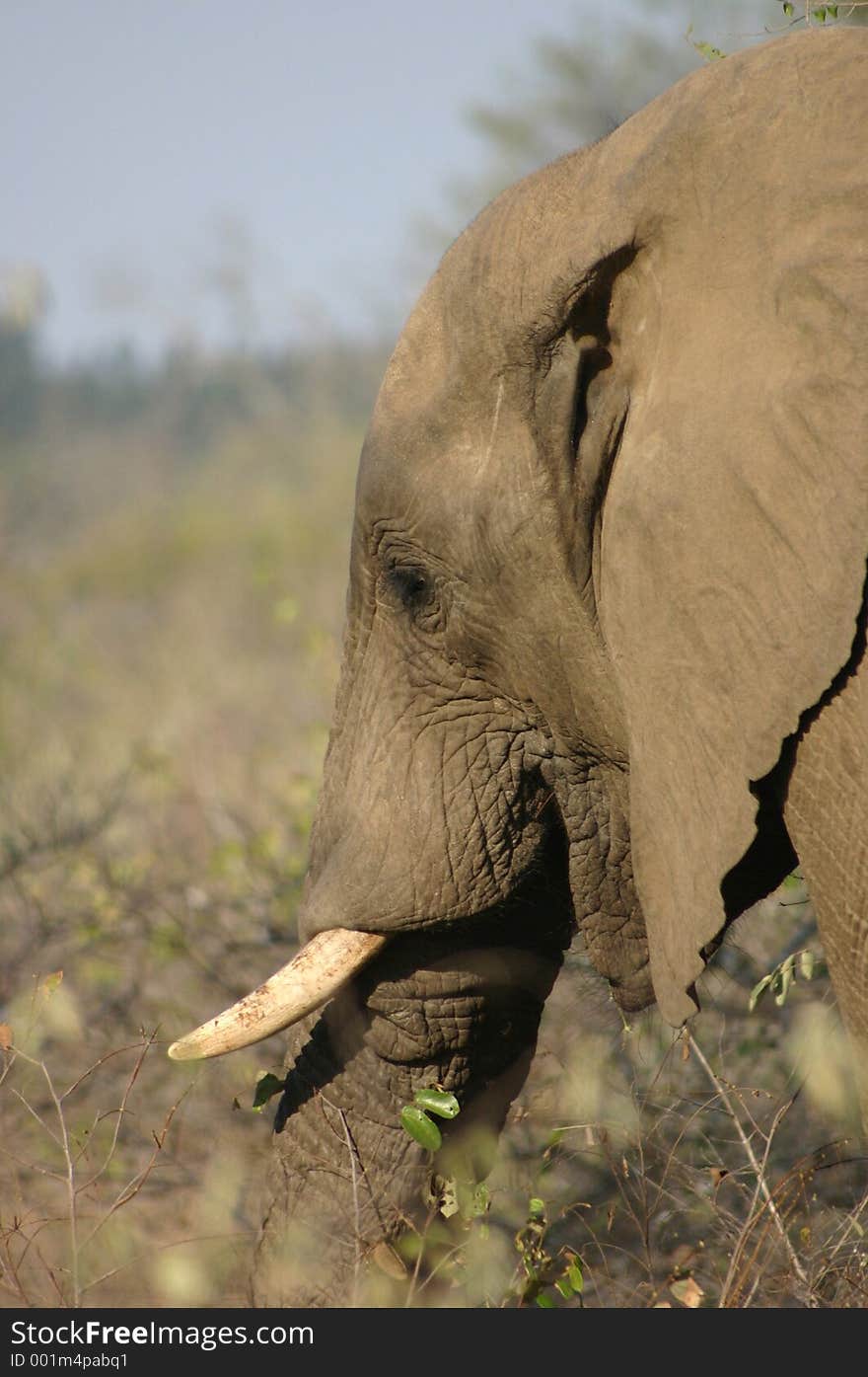 Elephant in bushveld. Elephant in bushveld