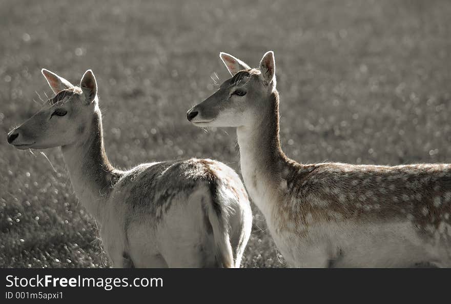 Two female deer. Two female deer.