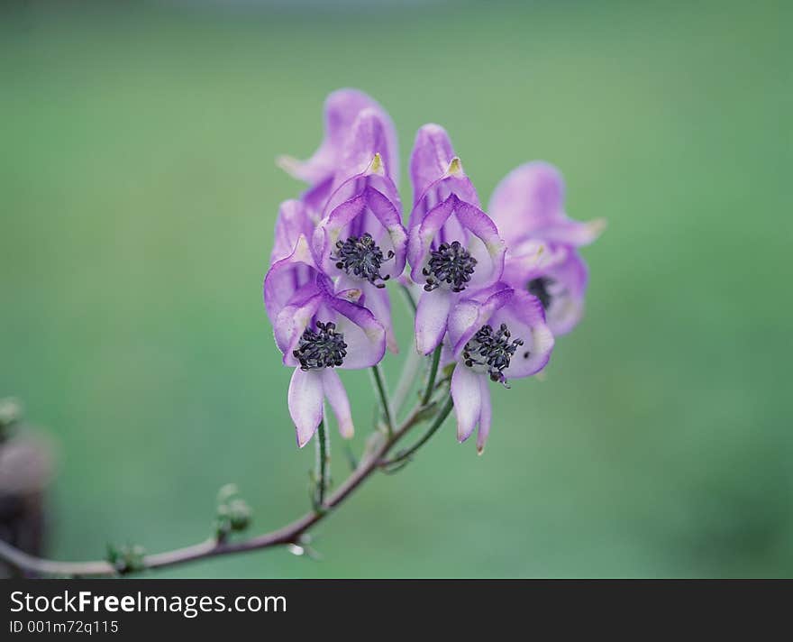 Wild Flowers Image