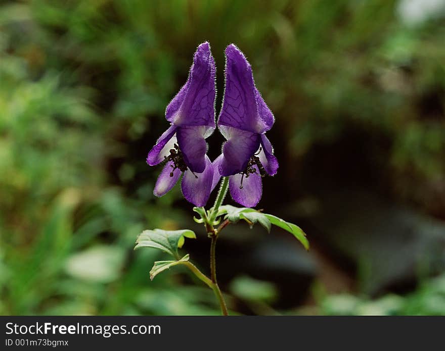 Wild Flowers Image