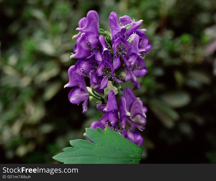 Wild Flowers Image