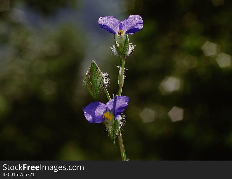 Wild Flowers Image