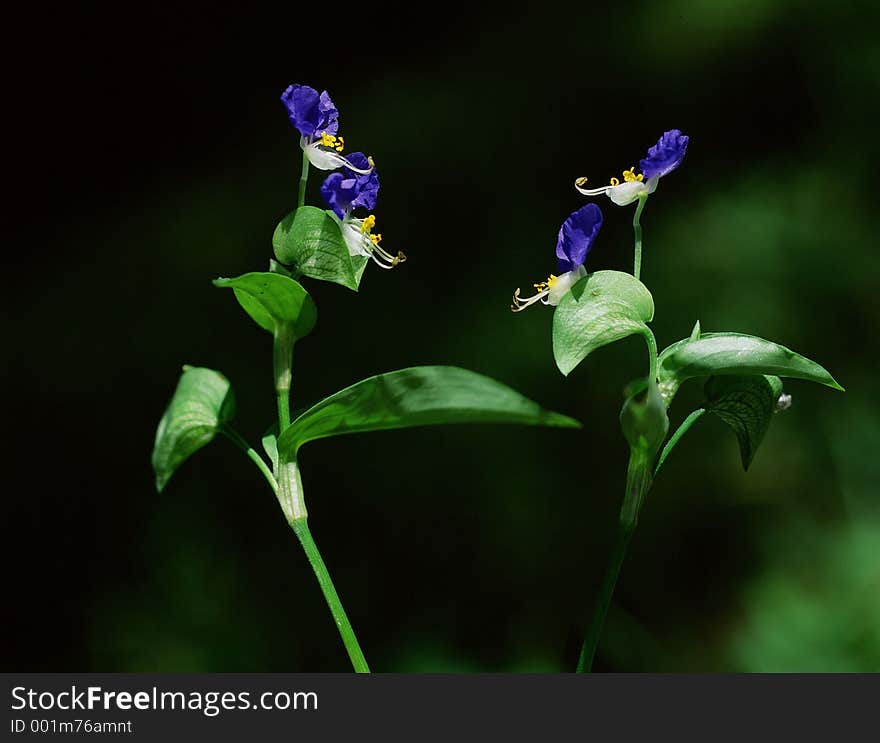 Wild Flowers Image