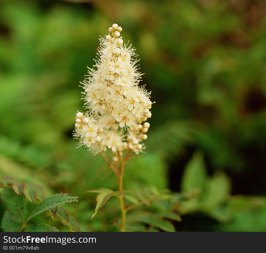 Wild Flowers Image