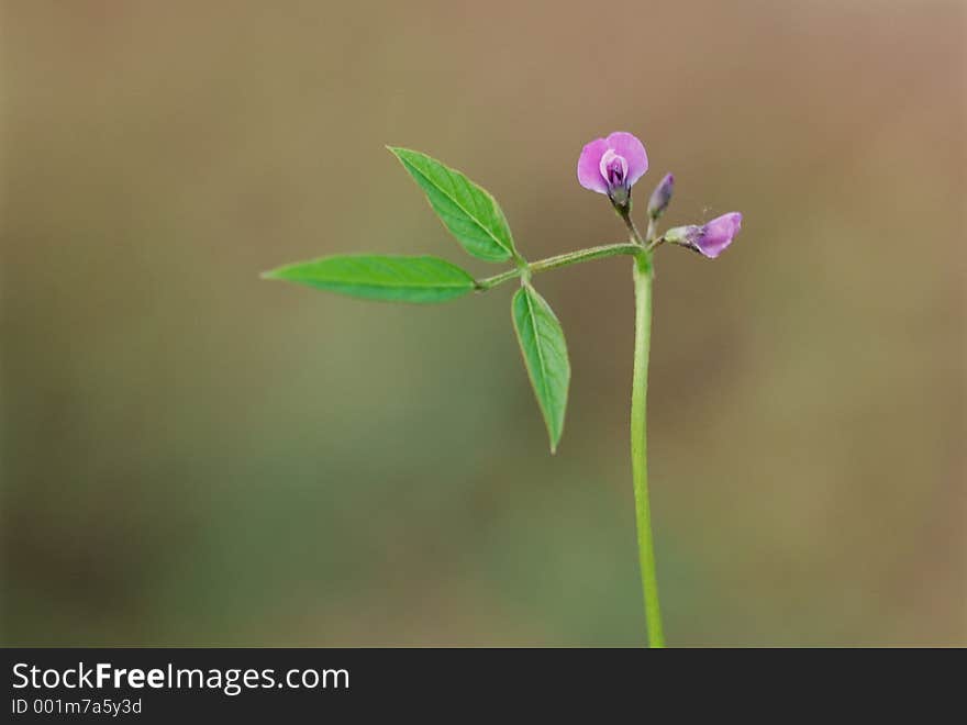 Wild Flowers Image