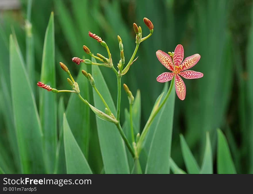 Wild Flowers Image