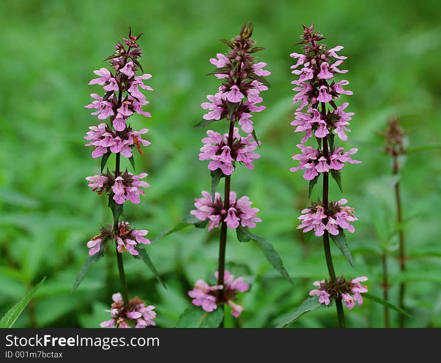 Wild Flowers Image