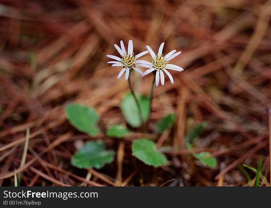 Wild Flowers Image