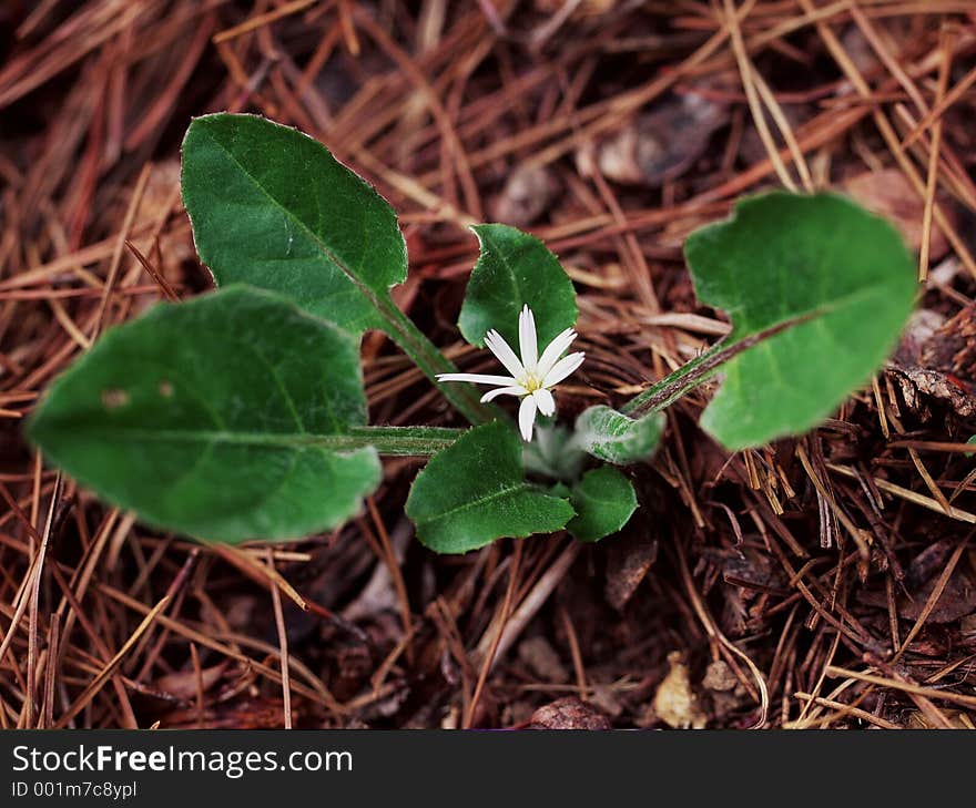 Wild Flowers Image