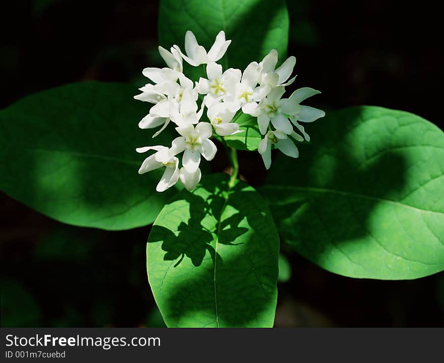 Wild Flowers Image