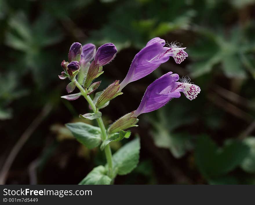 Wild Flowers Image