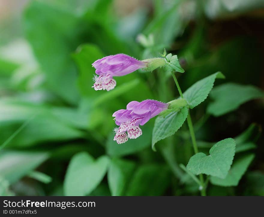 Wild Flowers Image