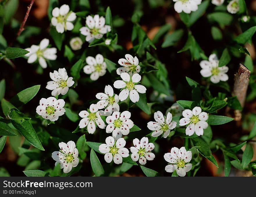 Wild Flowers Image