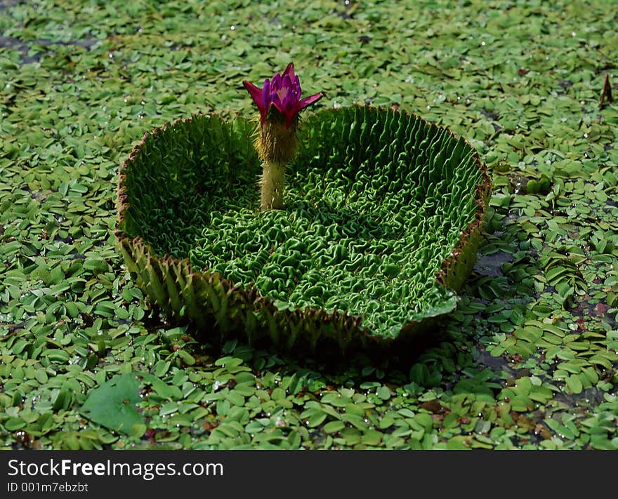 Wild Flowers Image