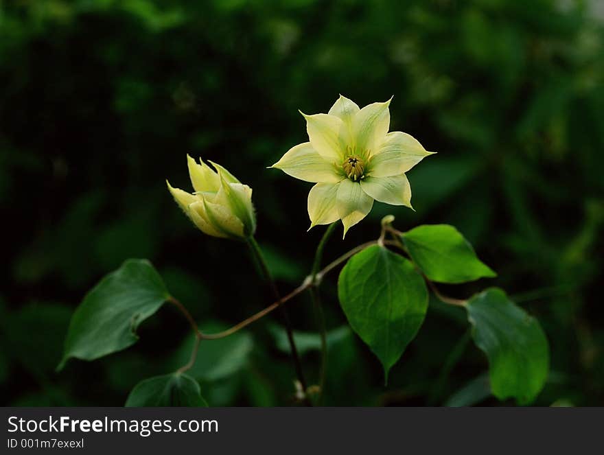 Wild Flowers Image