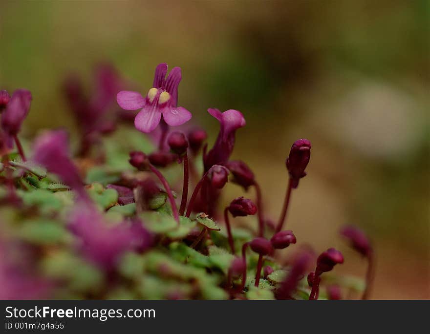 Wild Flowers Image