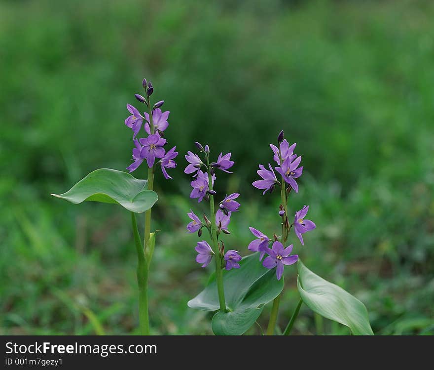 Wild Flowers Image