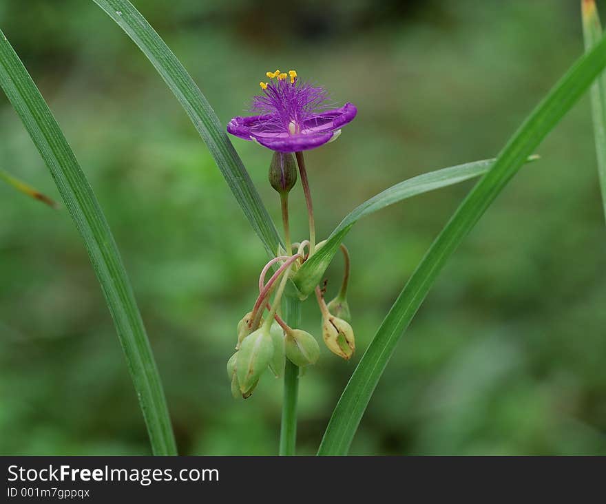 Wild Flowers Image