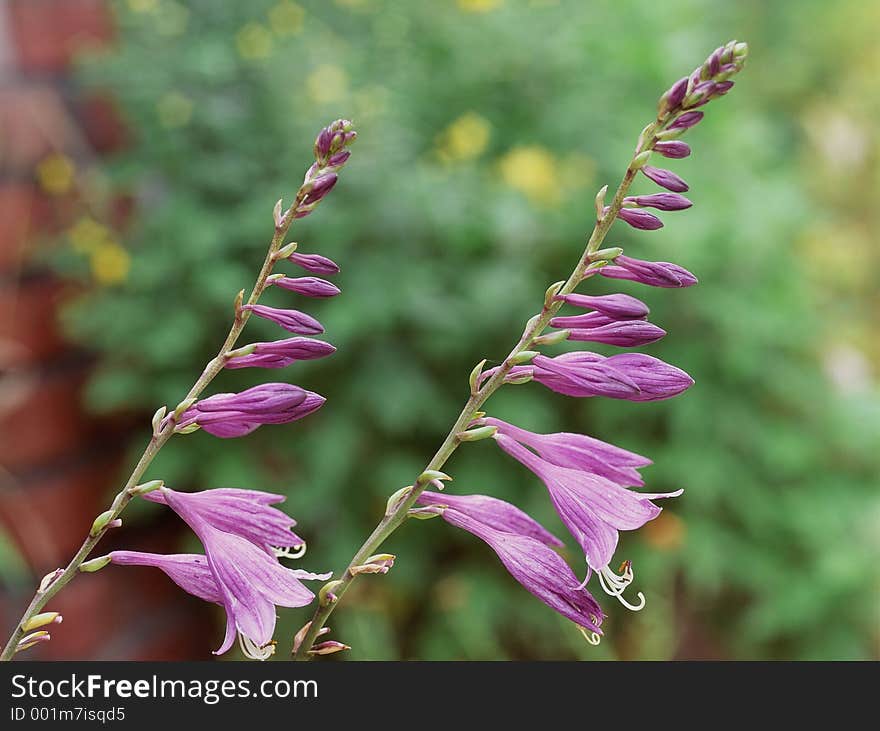 Wild Flowers Image