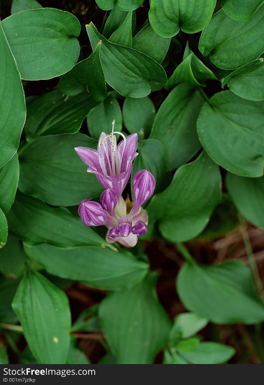 Wild Flowers Image