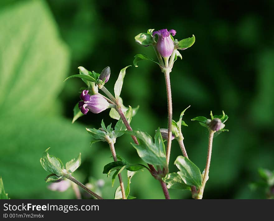 Wild Flowers Image