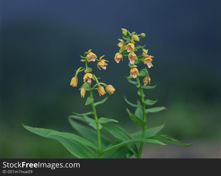 Wild Flowers Image