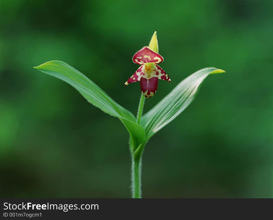 Wild Flowers Image