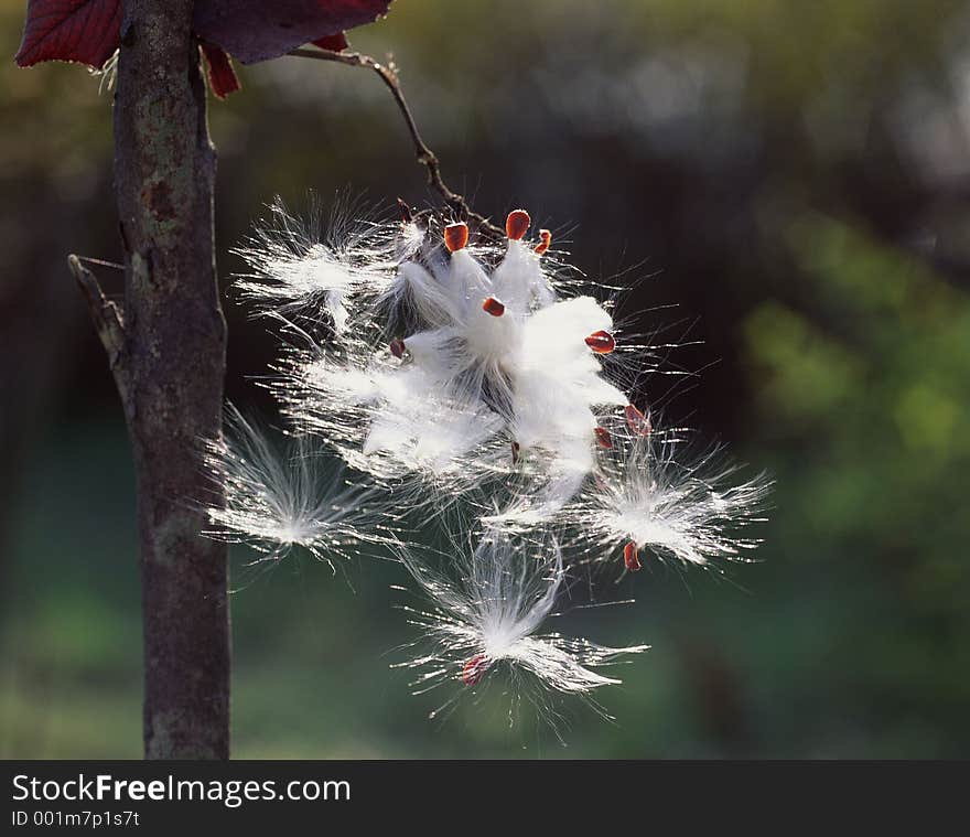 Wild Flowers