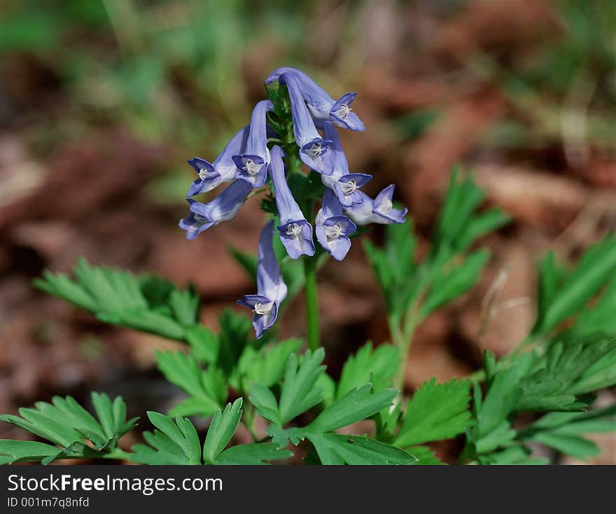 Wild Flowers Image