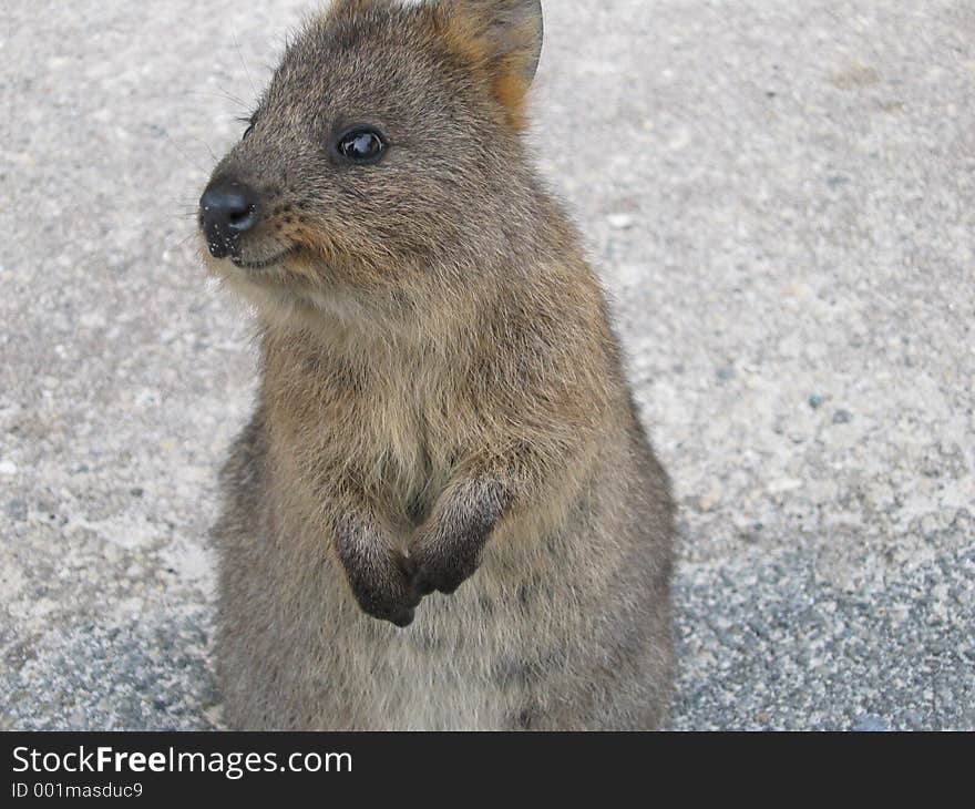 Smiling Quokka