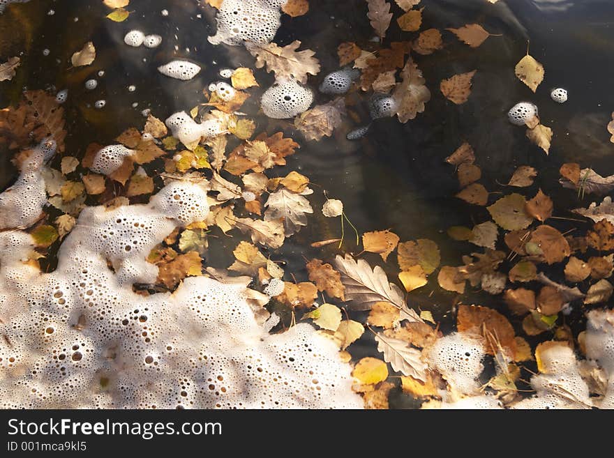 Leaves on the water