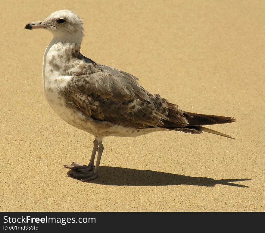 Seagull