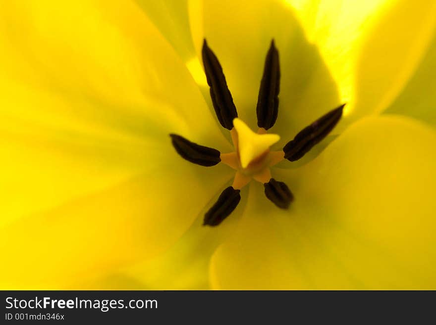 Yellow tulip macro