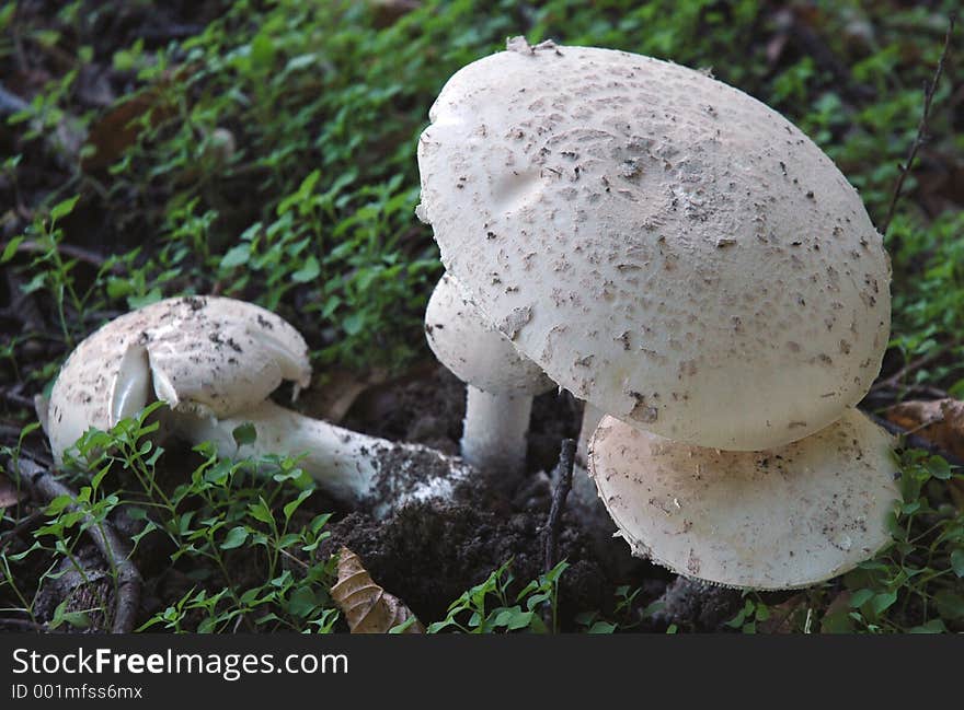 White msuchrooms in a forest, I think that is not eatable. White msuchrooms in a forest, I think that is not eatable