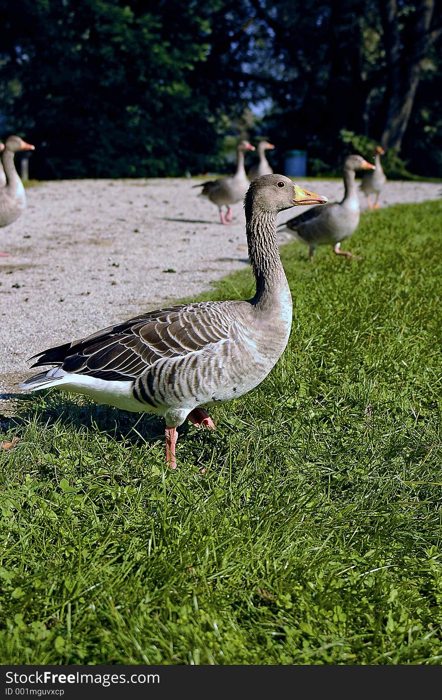 Birds of passage. Birds of passage