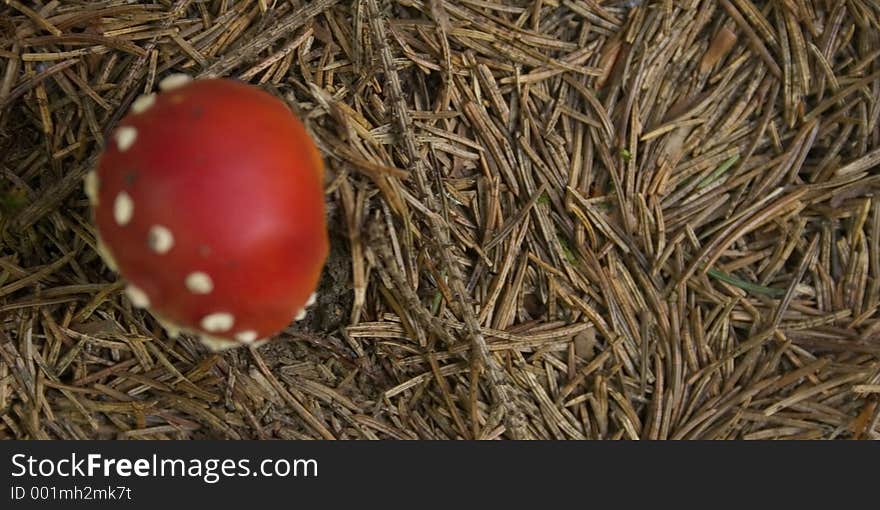 Close-up on the coniferous soil in a dense forest with a blured young fly agaric ( Amanita Muscaria ). Close-up on the coniferous soil in a dense forest with a blured young fly agaric ( Amanita Muscaria )