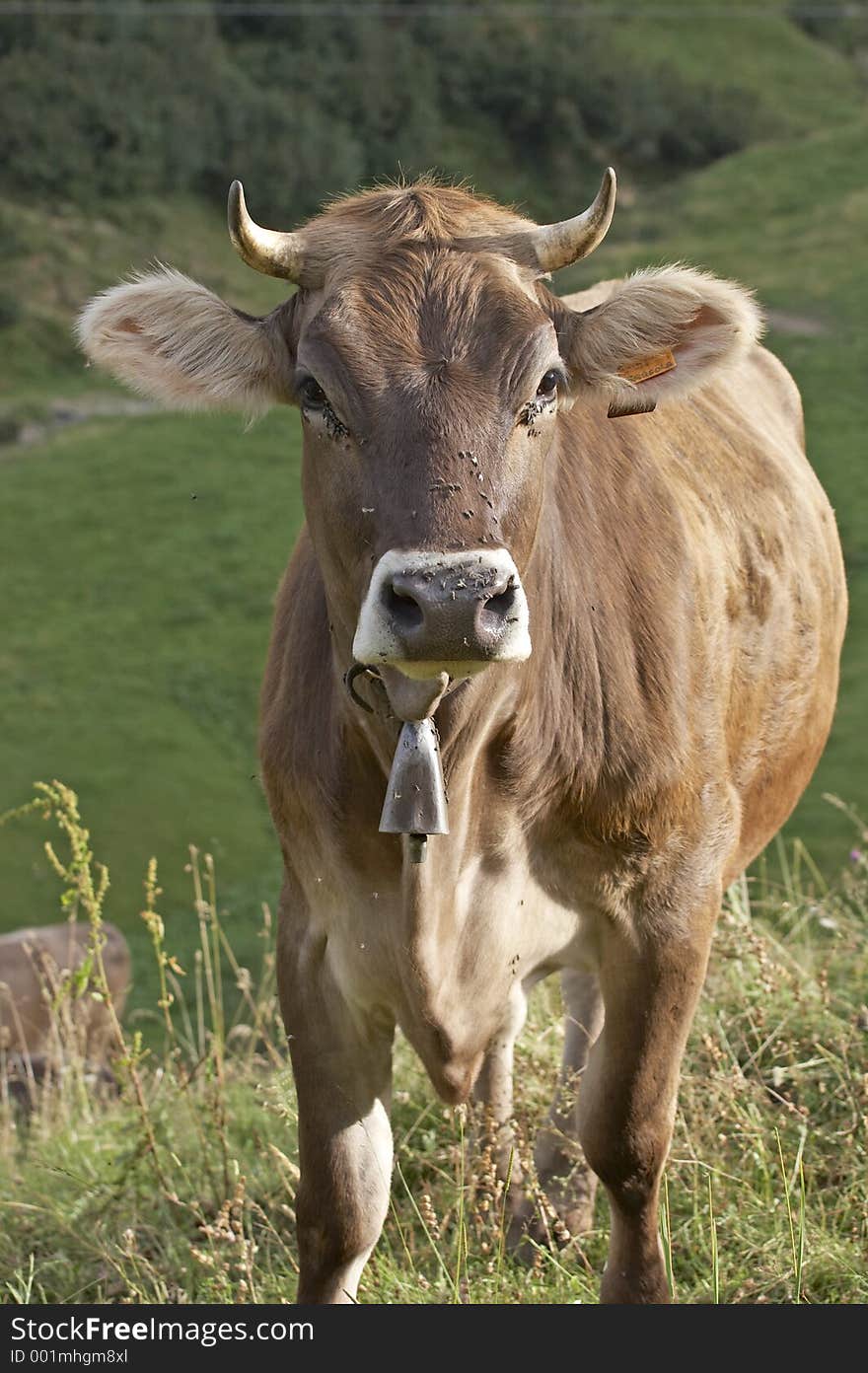 Cow