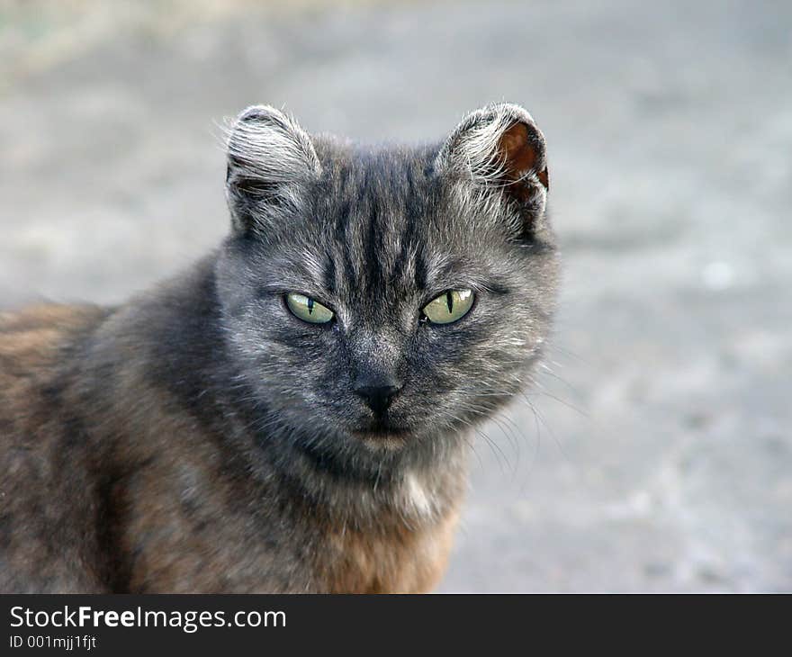 Grey homeless cat in a little village. Grey homeless cat in a little village.