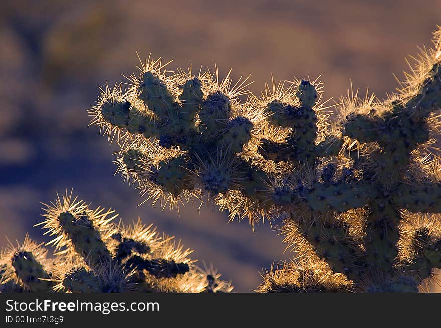 Creosote cactus