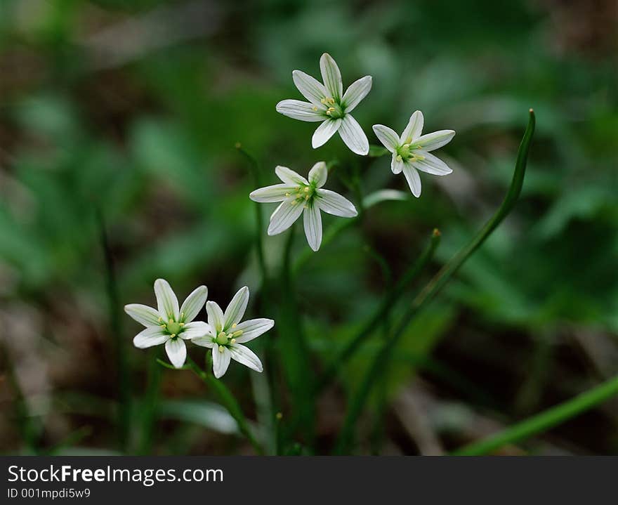 Wild Flowers Image