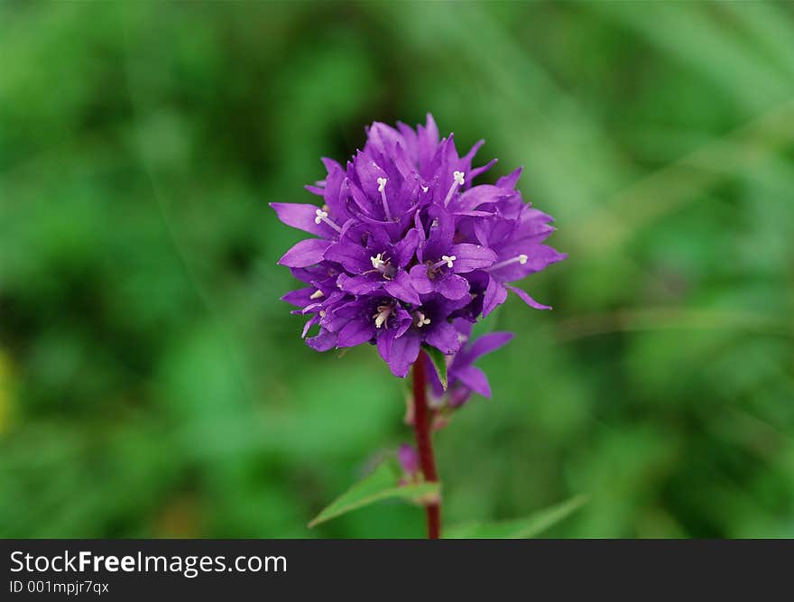 Wild Flowers