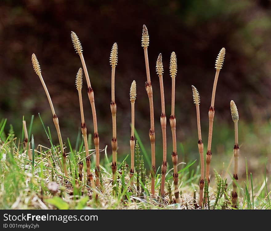 Wild Flowers Image