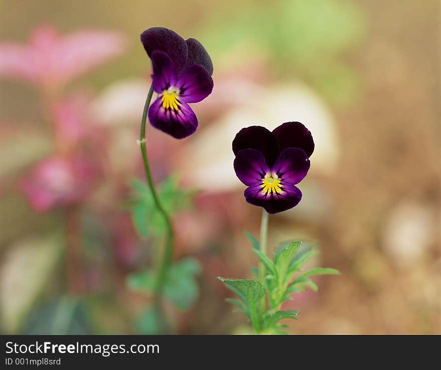 Wild Flowers Image