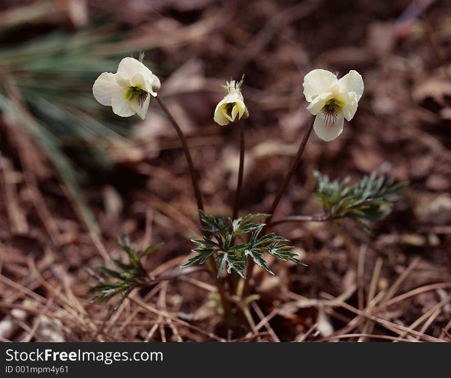 Wild Flowers Image