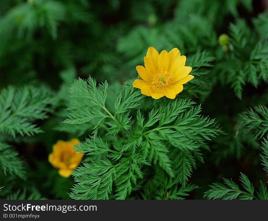 Wild Flowers Image