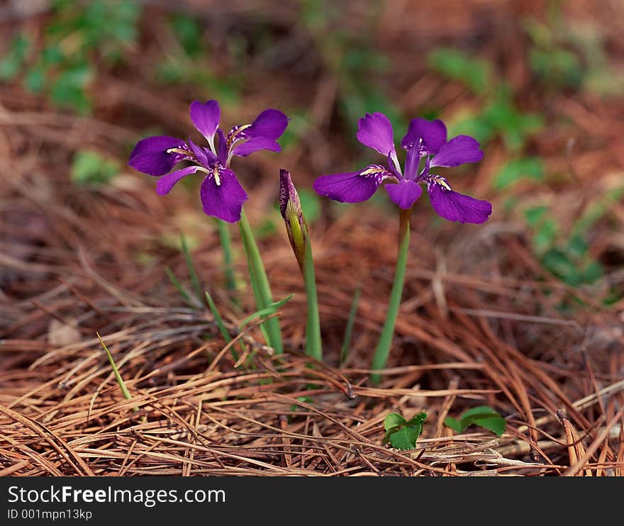 Wild Flowers Image