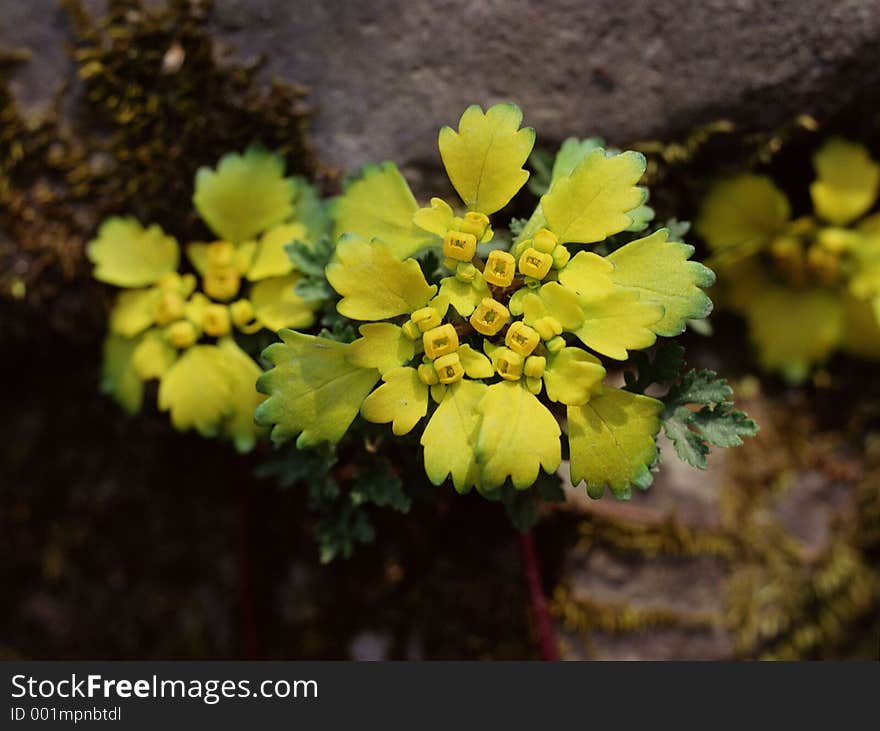 Wild Flowers Image