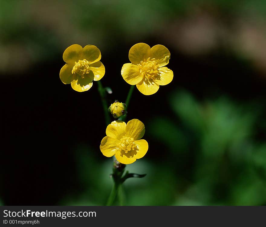 Wild Flowers Image